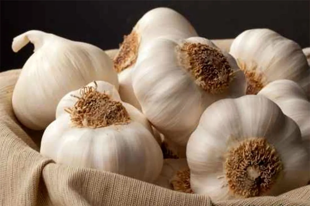 سیر دارای خاصیت آنتیبیوتیکی قوی است و میتواند در برابر باکتریهای دهان مقابله کند.